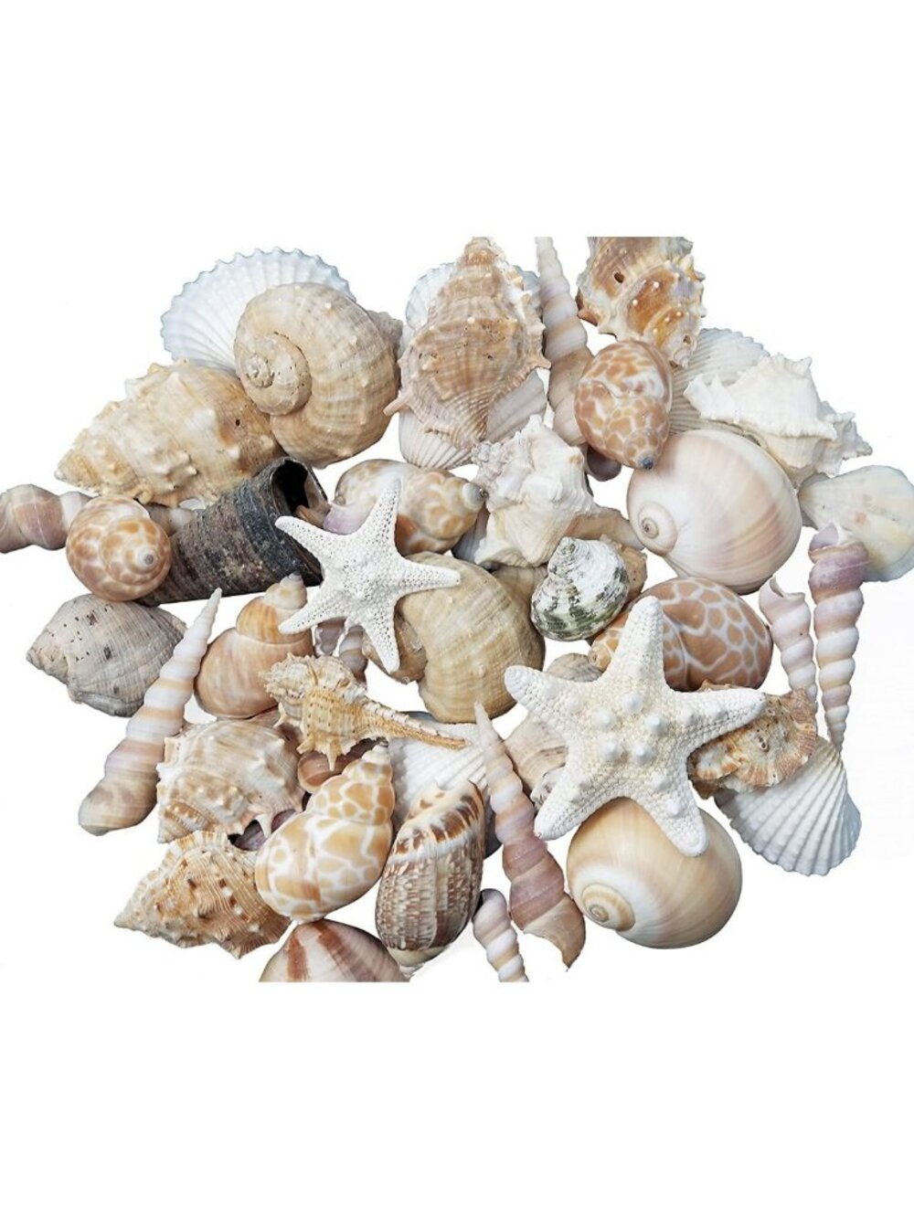 Medium Real Sea Shells for Crafting & Decorating - 2 LB Natural Seashells